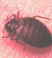 bedbug_6_manhattan_exterminator